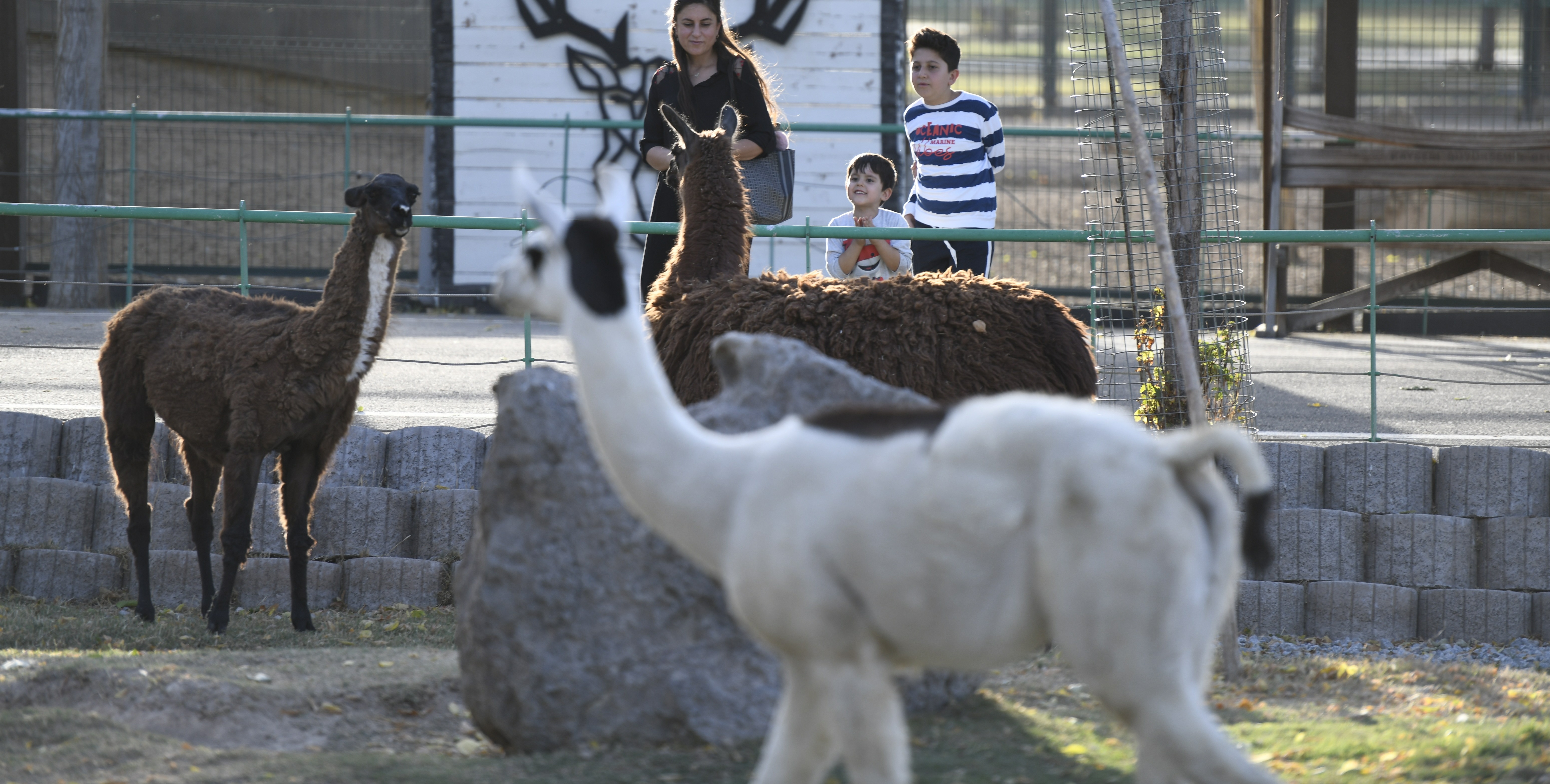 BÜYÜKKILIÇ’IN, DÜNYA HAYVANLARI KORUMA GÜNÜ JESTİ KAYSERİLİLERDEN YOĞUN İLGİ GÖRDÜ