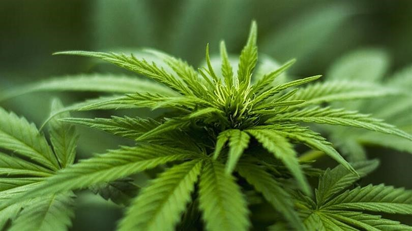 Kayseri’nin de aralarında bulunduğu 21 ilde kenevir yetiştirilecek