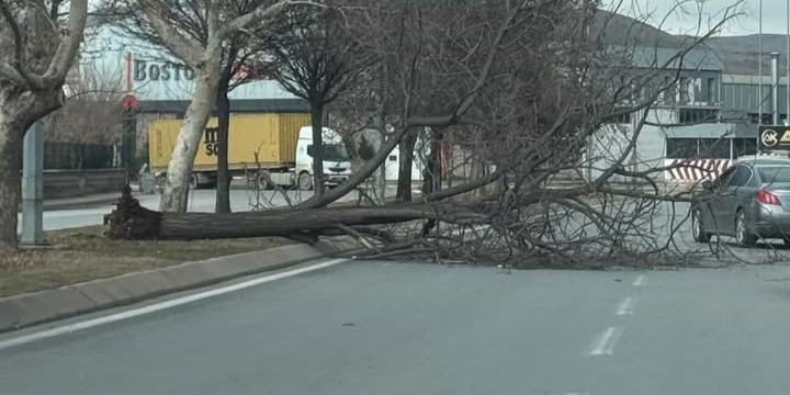 Kayseri’de şiddetli rüzgar ağacı kökünden söktü