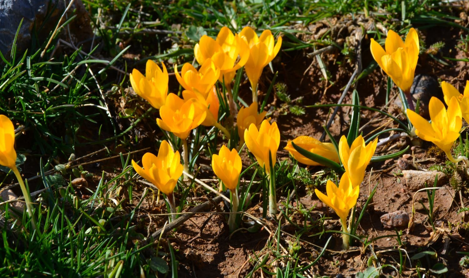Kayseri'de baharın müjdecisi sarı çiğdemler çiçek açtı