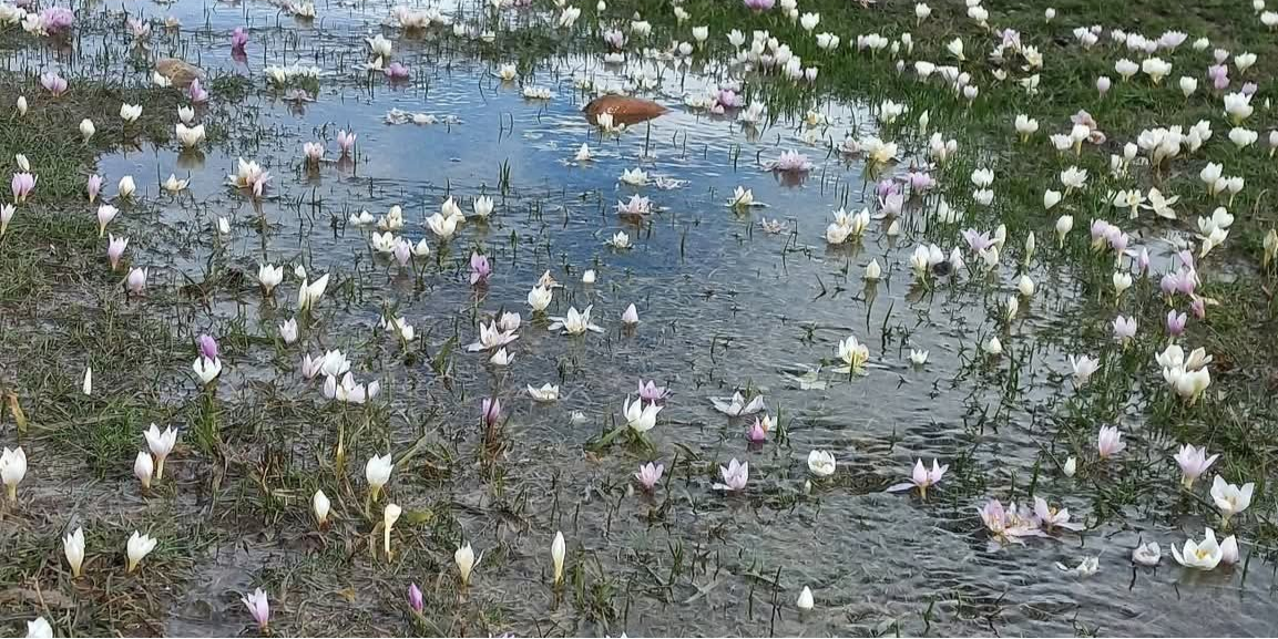 Akkışla’da kar çiçekleri doğayı süsledi