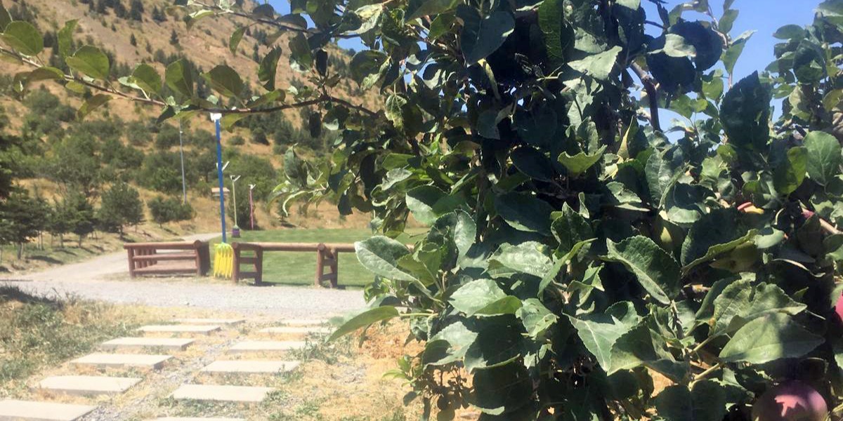 Ali Dağı'nda elma ağacı hem meyve verdi hem çiçeğe durdu