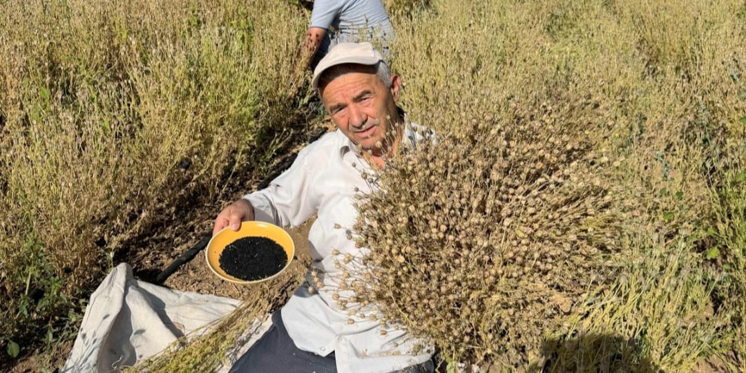 Develi'de çörek otu hasadı başladı