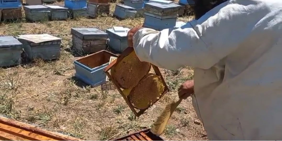 Bünyan'da bal hasadı başladı
