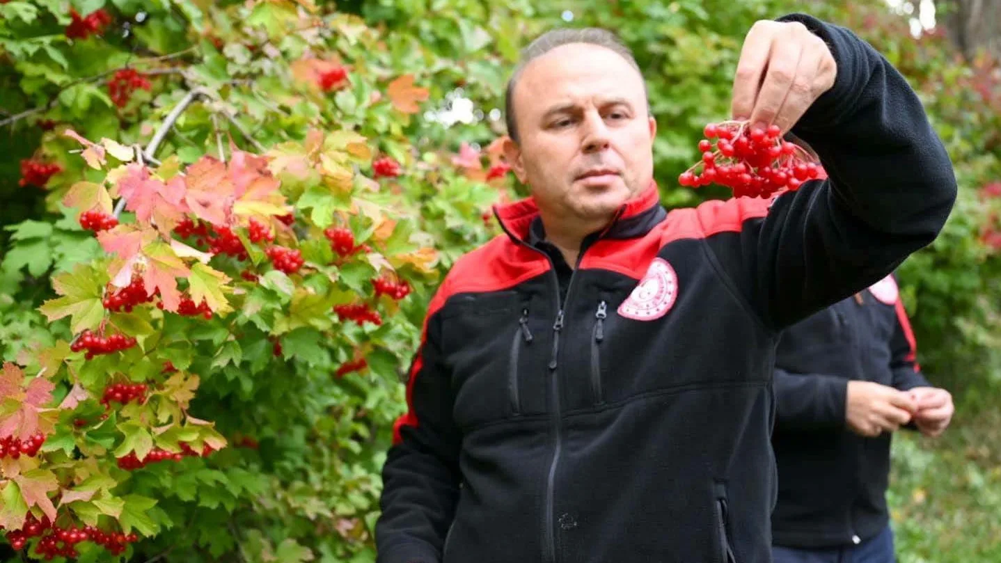 Akkışla’da gilaburu hasadı yapıldı
