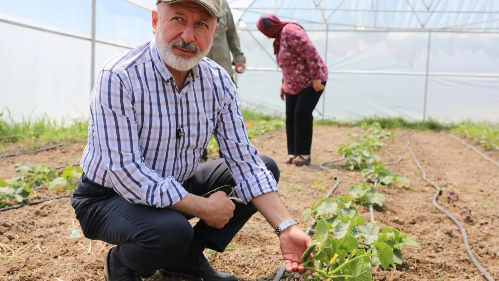 KOCASİNAN’IN TÜRKİYE’YE ÖRNEK OLAN TARIM PROJESİNDE SON HASAT